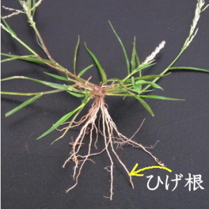 ���̍��i�Ђ����j