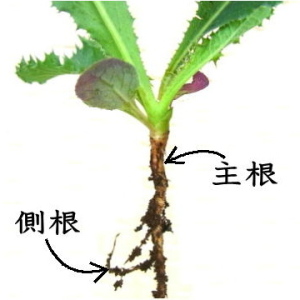 ���̍��i�卪�E�����j